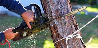 How Our Tree Care Process Works  in  Lamoni, IA