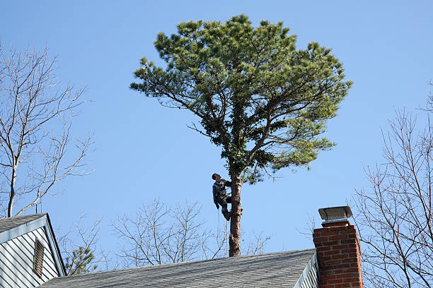 Trusted Lamoni, IA Tree Removal Services Experts